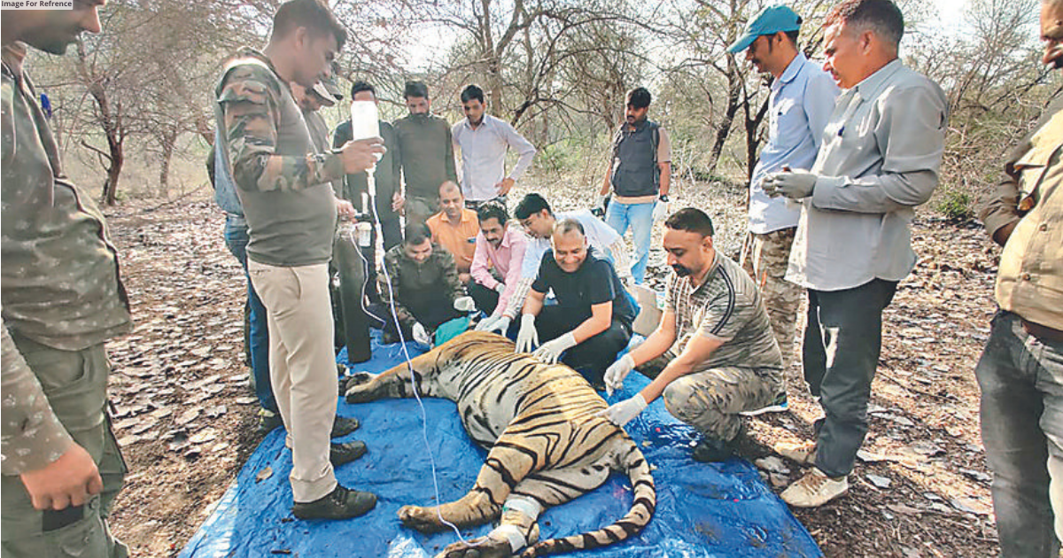 Kota: Tigress MT4 dies during treatment in Mukundra reserve